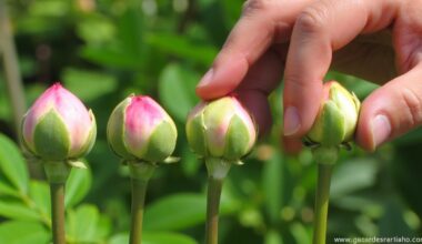 peony bud development essentials