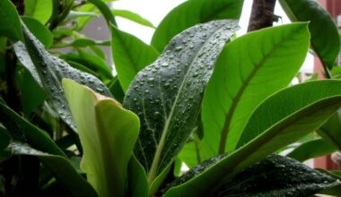 plants thrive with non tap water