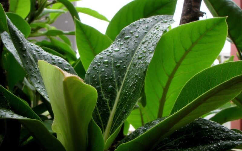 plants thrive with non tap water