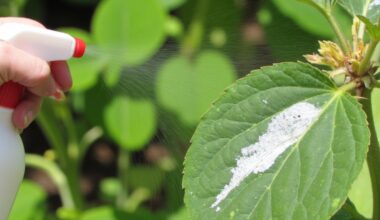 powdery mildew treated with milk