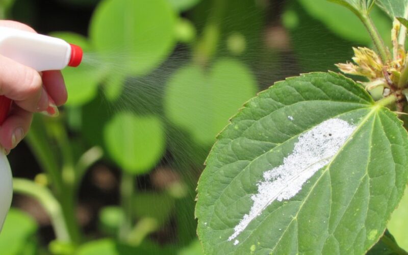 powdery mildew treated with milk