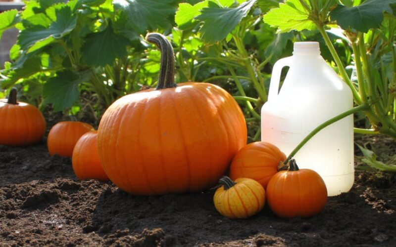 pumpkin growing common household item