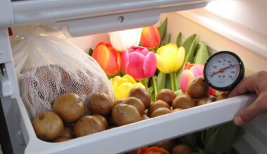 refrigerate tulips for successful blooms