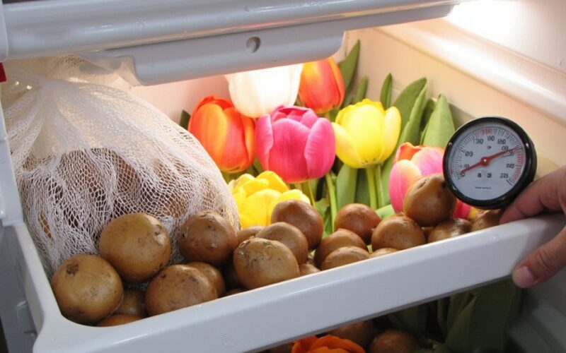 refrigerate tulips for successful blooms