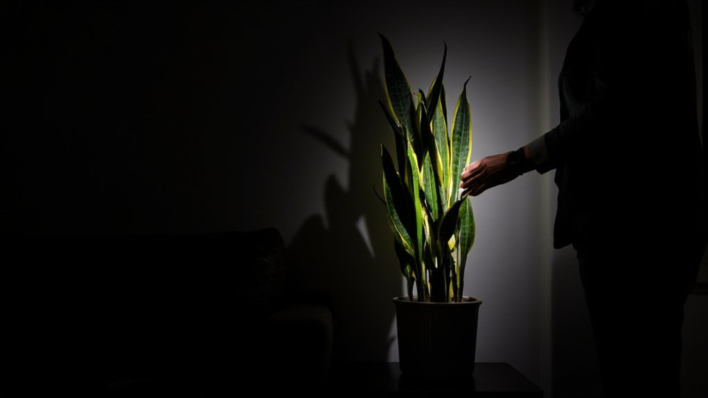 resilient low light indoor champion