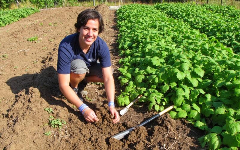 revitalize soil after potato planting