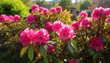 rhododendron color change significance