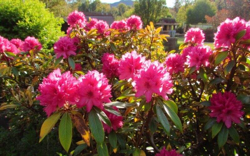rhododendron color change significance