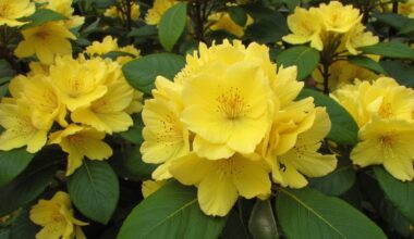 rhododendrons turning yellow simple reason
