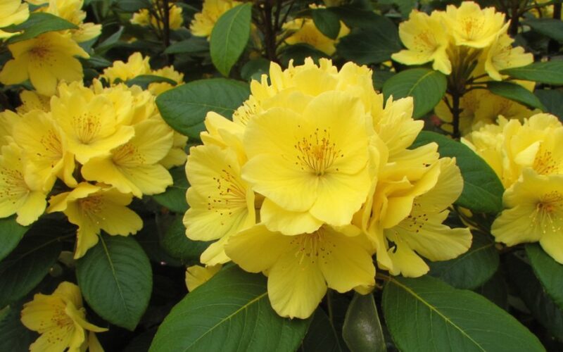 rhododendrons turning yellow simple reason