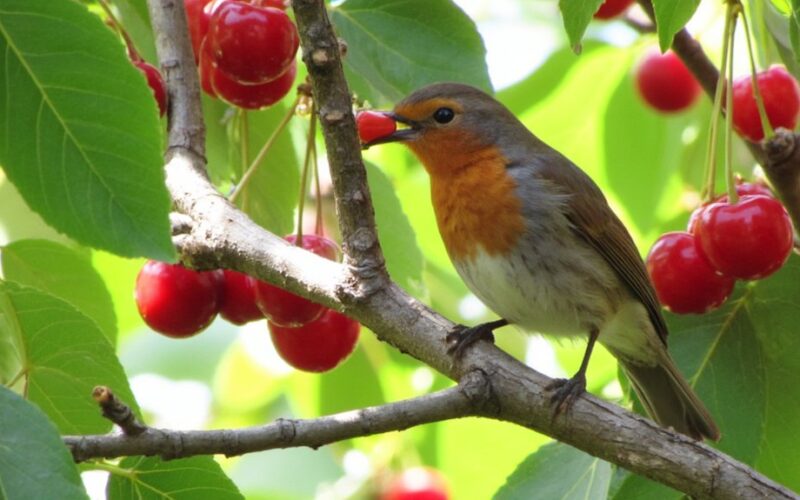 ripe red sugary abundant cherries