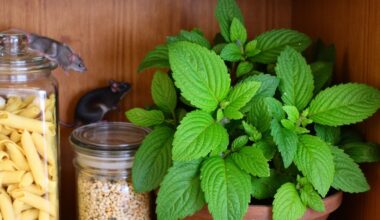 rodent repelling pantry plant without poison