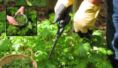 safely forage handle fresh nettles