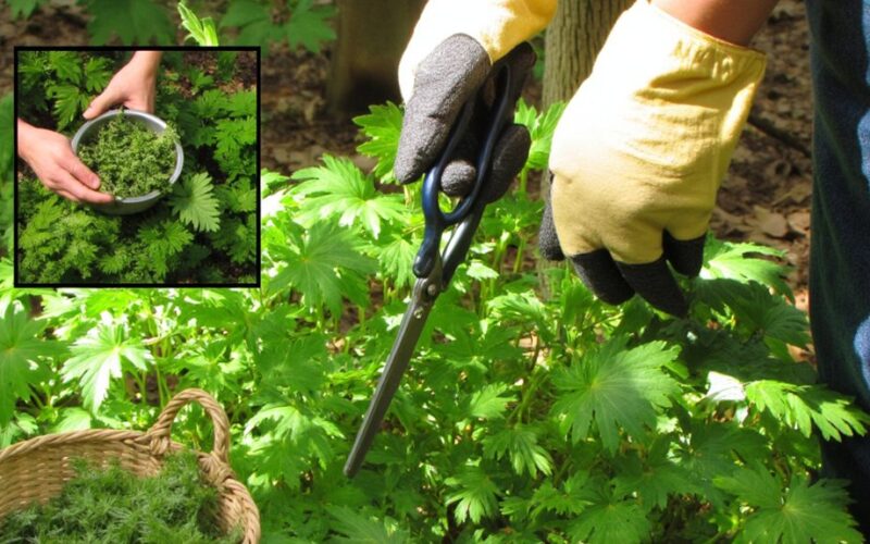 safely forage handle fresh nettles