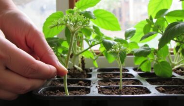 seedlings need adequate light