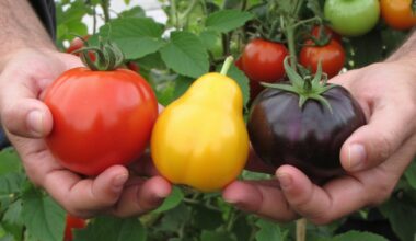 selecting sweet tomato varieties