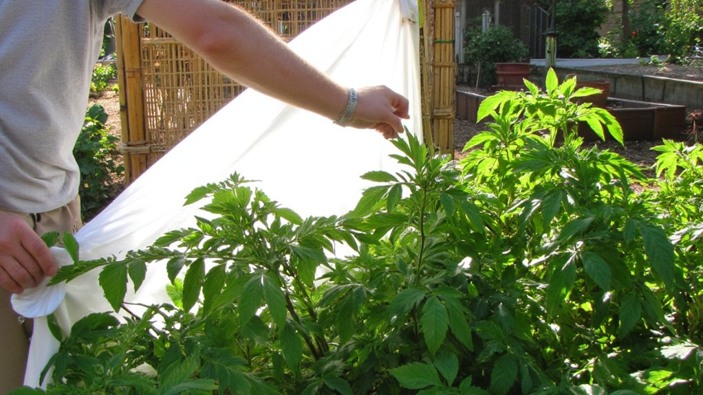 shade management for vulnerable plants