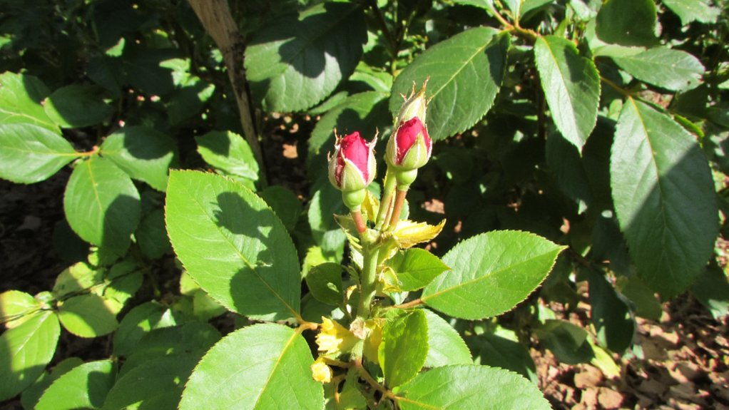 sunlight and nutrient balance