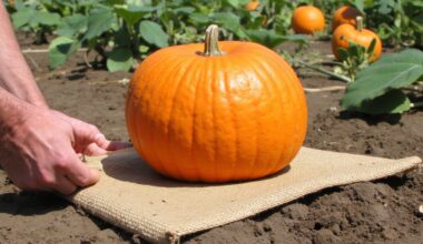 supportive flexible adaptable pumpkin platform