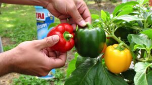targeted techniques for pepper maturation