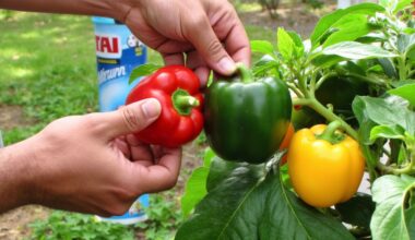 targeted techniques for pepper maturation