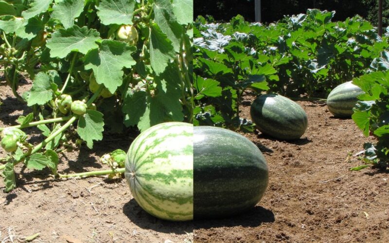 watermelon harvest mistakes avoided