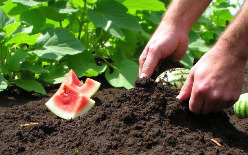 watermelon rind soil amendment gardening