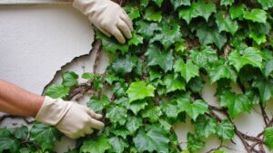 aggressive invasive damaging problematic