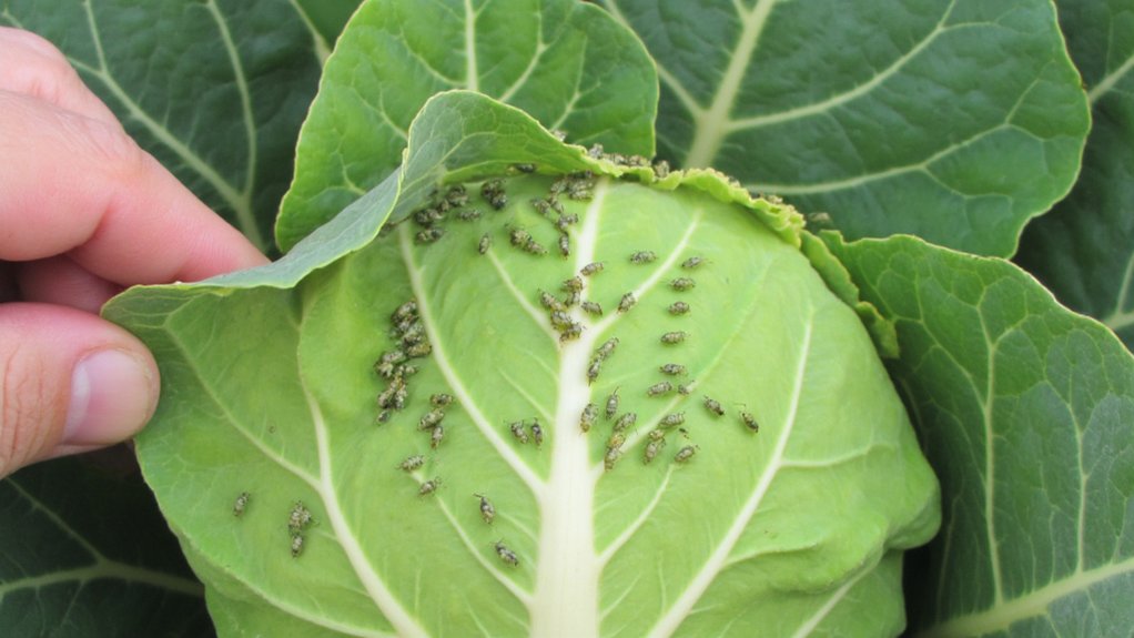 aphid pest infestation cabbage resistance