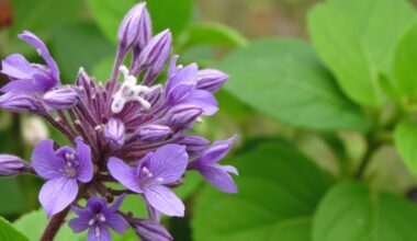 aphid repelling garden decorating scented allure