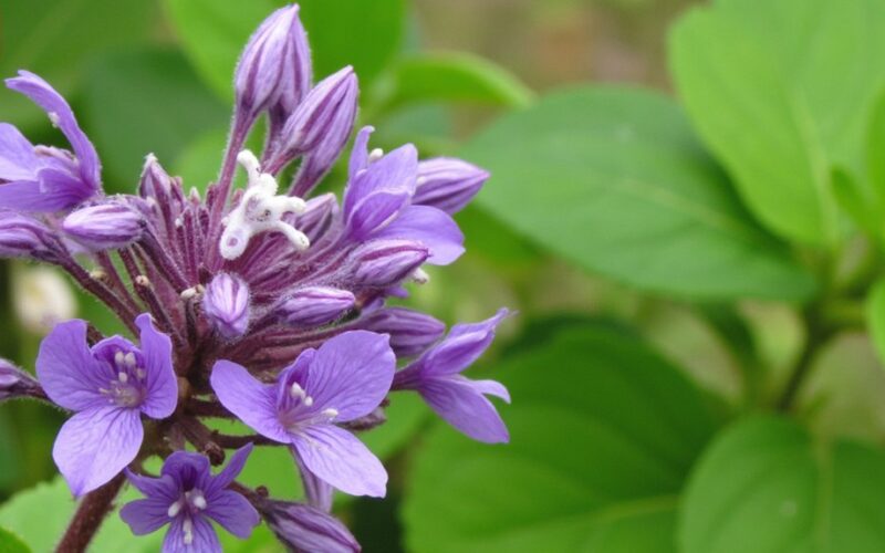 aphid repelling garden decorating scented allure