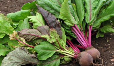 ash beets sweetness garden
