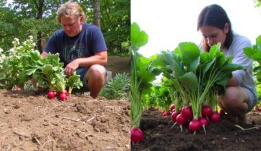bitter radishes common mistake avoidance