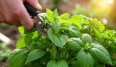 bountiful harvest awaits greens cutting