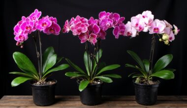 charcoal boosts orchid blooming dramatically