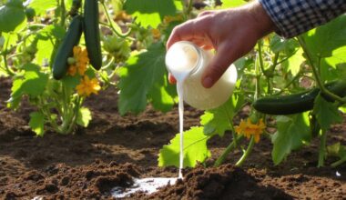 cucumbers thrive with milk fertilizer