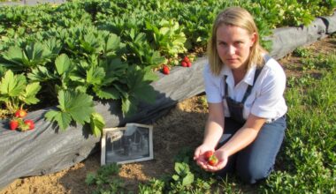 declining strawberry size common mistakes made