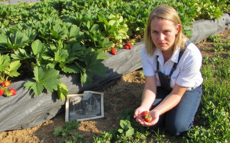 declining strawberry size common mistakes made