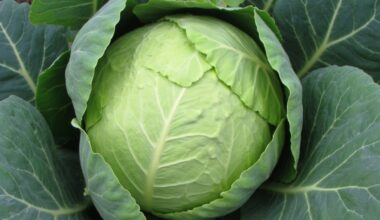 detailed cabbage growth instructions provided