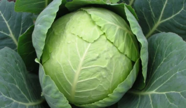 detailed cabbage growth instructions provided