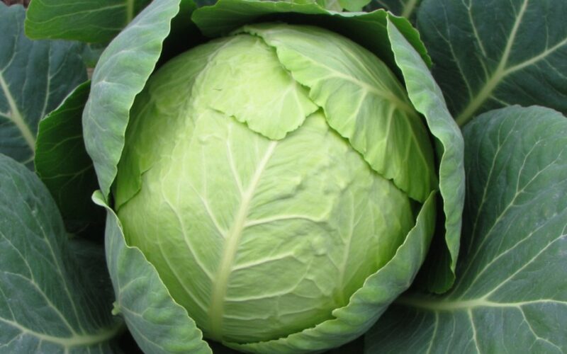 detailed cabbage growth instructions provided