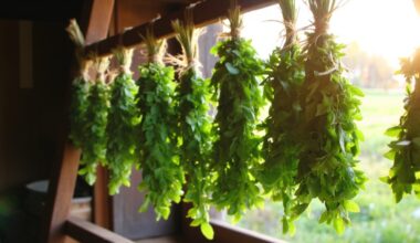 dry mint aroma benefits year round