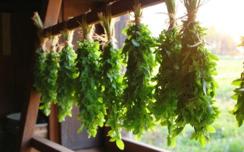 dry mint aroma benefits year round