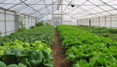 early greenhouse harvest without heating