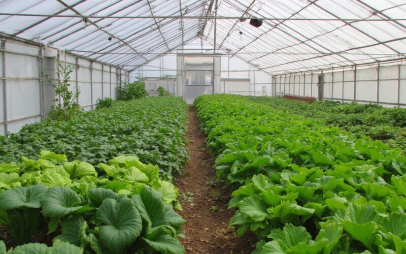early greenhouse harvest without heating