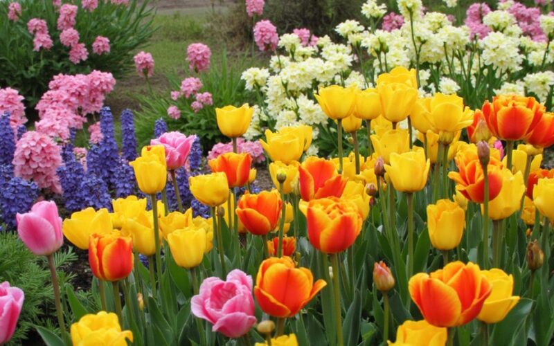effortless summer long blooming flowers