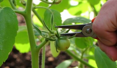 experienced gardeners remove tomato bud growth