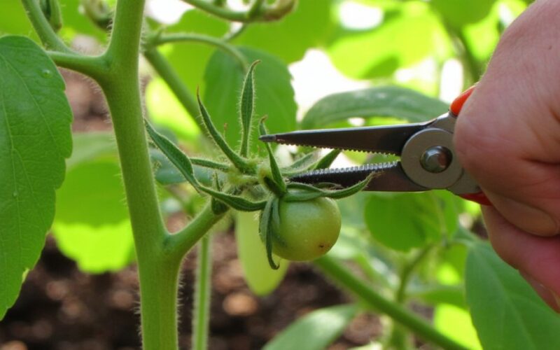 experienced gardeners remove tomato bud growth