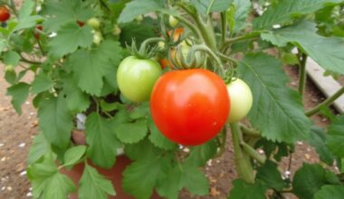fertilizer boosts tomato fruit production