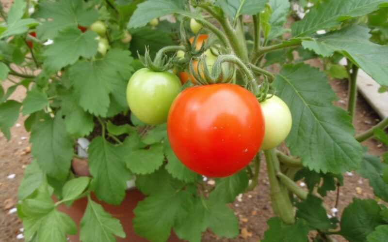 fertilizer boosts tomato fruit production